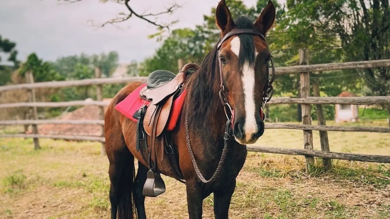 Cavalo marcha batida 