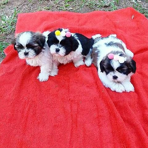 Shih Tzu Mini belíssimos filhotes