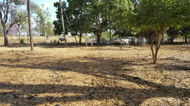 Fazenda com 355 ha na saída para Paraíso - Foto 10