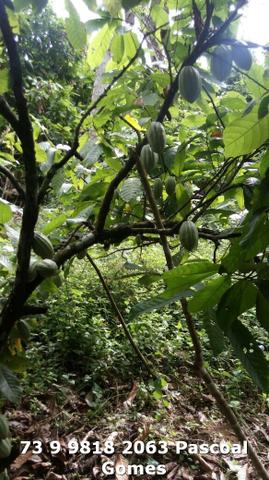 Fazenda a venda Bahia - Foto 9
