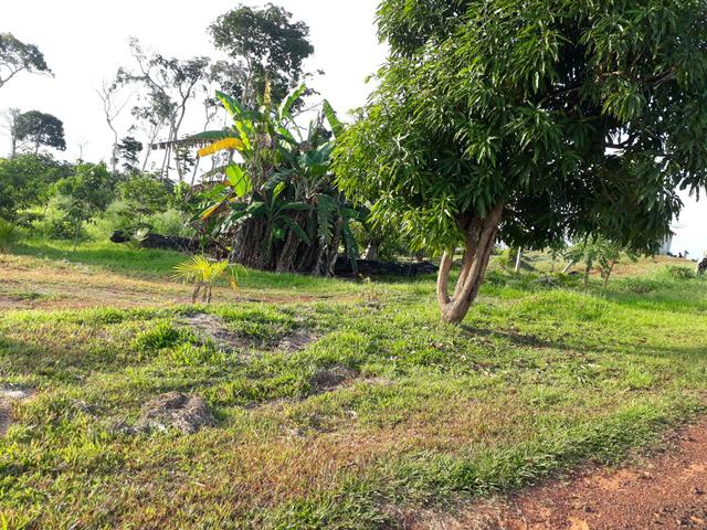 Vendo essa chácara na beira do asfalto - Foto 3