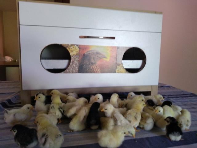 Nagazak pintinhos - Foto 2