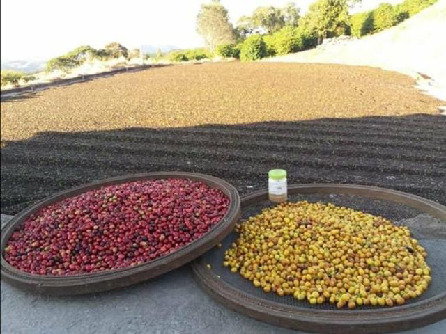 Café 100% arábica da serra da mantiqueira