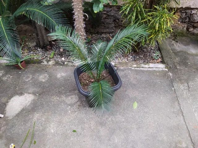 Muda de palmeira Sagú - Foto 5