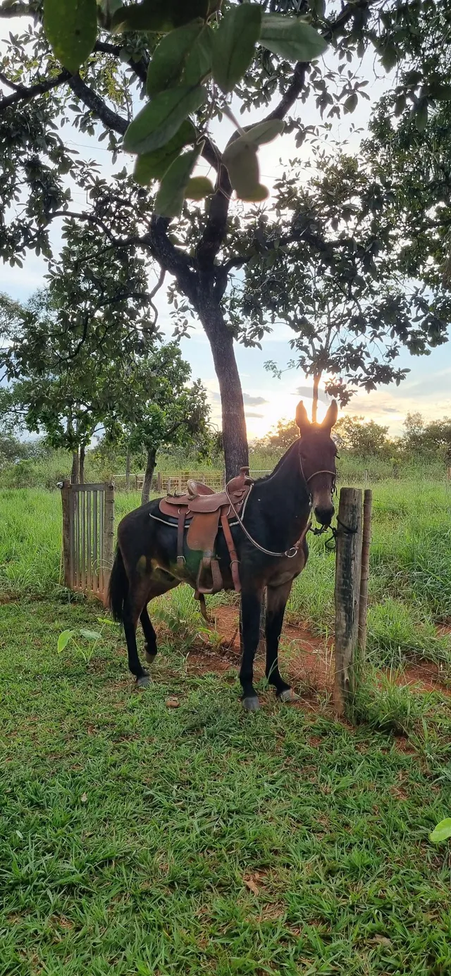 Cavalo pulador Pantanal 