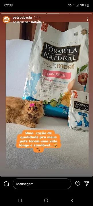 GATOS PERSAS MARAVILHOSOS!!! - Foto 4
