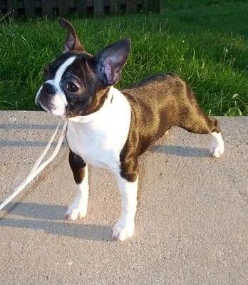 Boston terrier best sale for sale olx