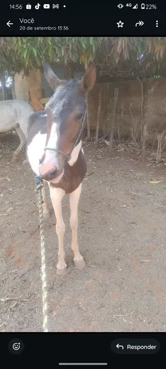 Potra mangalarga  - Foto 2