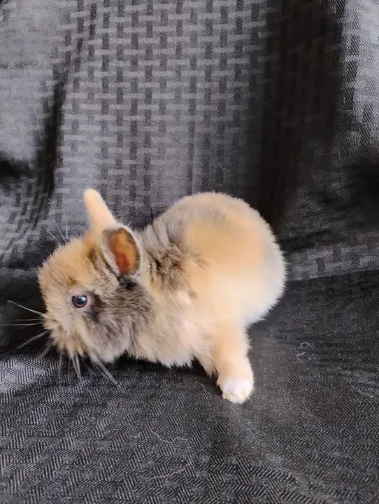 Filhotes Disponíveis de Mini Coelhos Mini Lion  - Foto 4