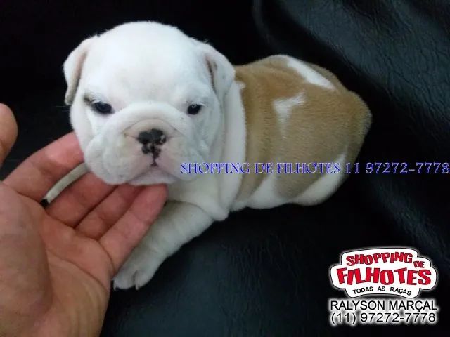 Filhotes de Bulldog Inglês ninhada selecionada, qualidade padrão da raça. - Foto 2