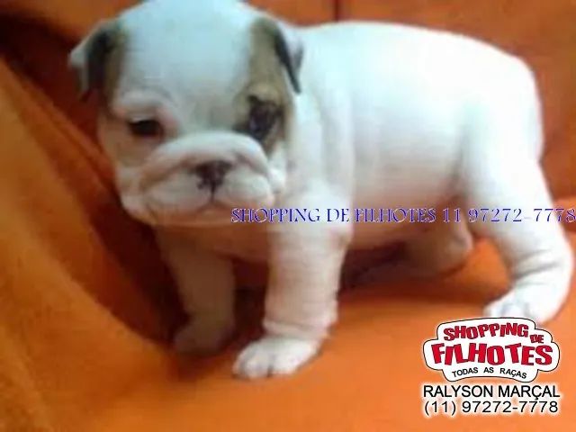 Filhotes de Bulldog Inglês ninhada selecionada, qualidade padrão da raça.