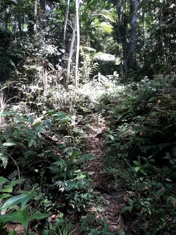 Fazenda 80 alqueires...Miracatu-SP com bananal - Foto 14