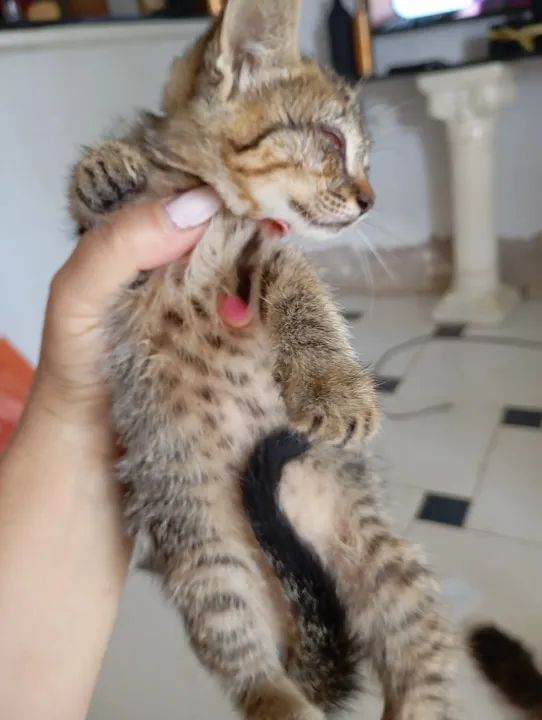 Gatinhos pra adoção  - Foto 5