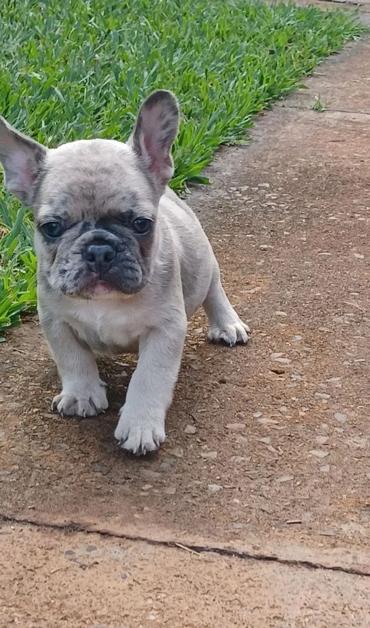 Bulldog Francês macho Blue Merle 