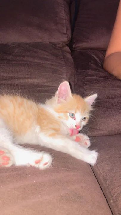 Gatinho fofo e carinhoso para adoção