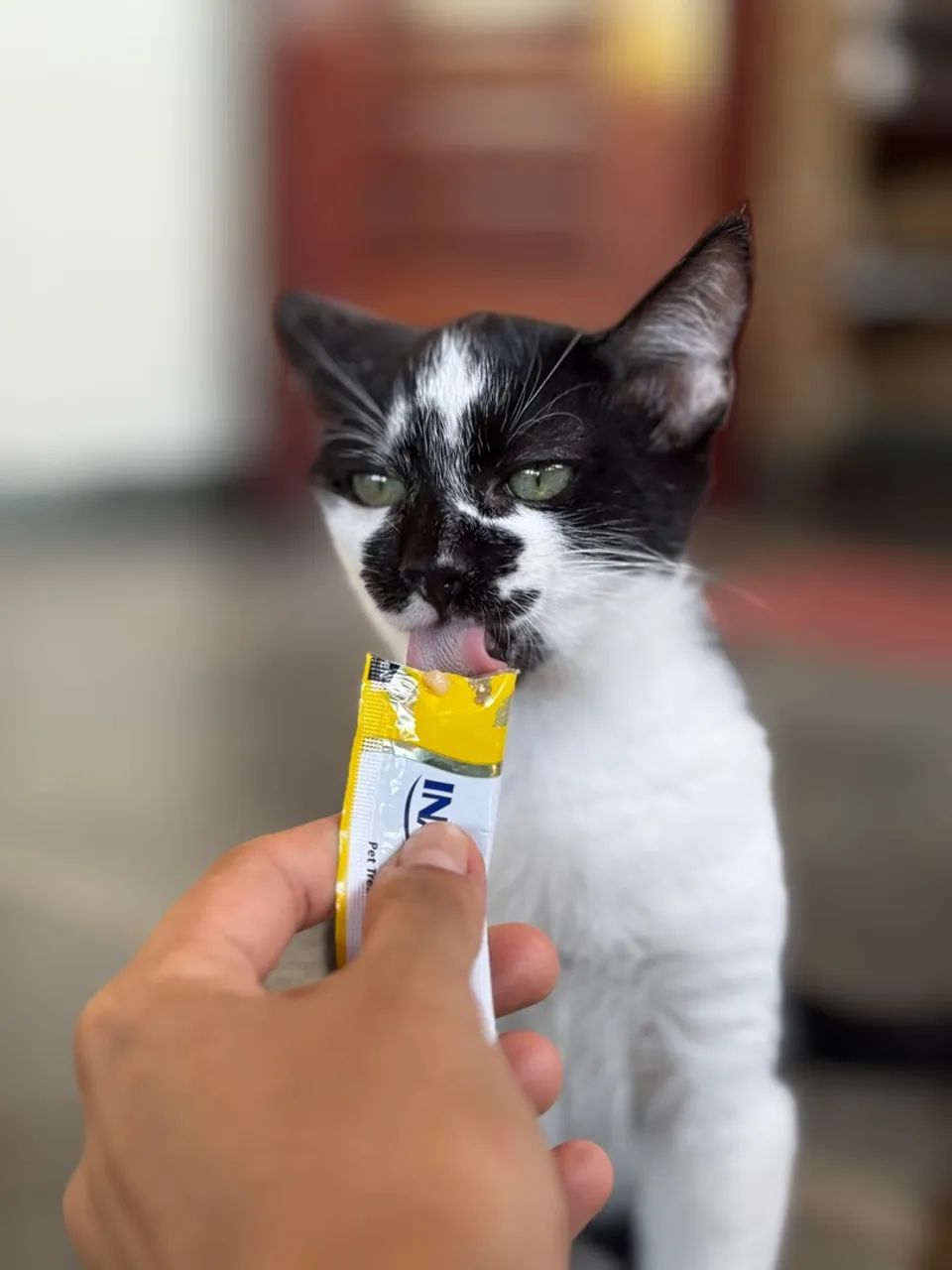 Gatinho filhote pra adoção  - Foto 5
