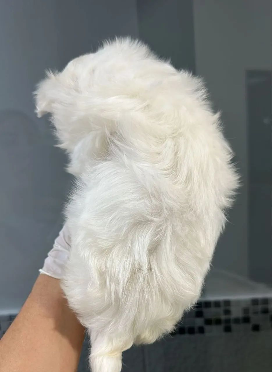 Maltês macho - Uma bolinha de algodão! - Foto 2