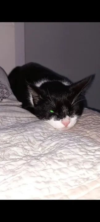 Gato preto e branco/ frajola -para adoção - Foto 4