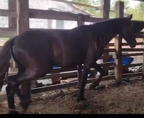 Dupla de Portos puros e Registrados | Netos do Elfo do Porto Azul