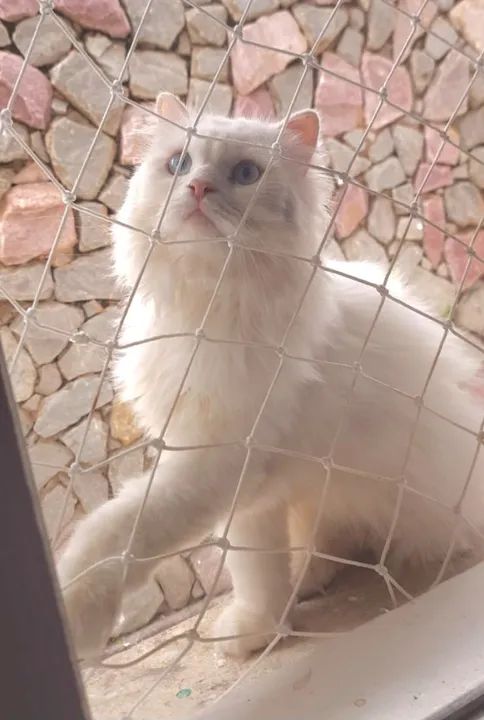 Filhotes persas  - Foto 3