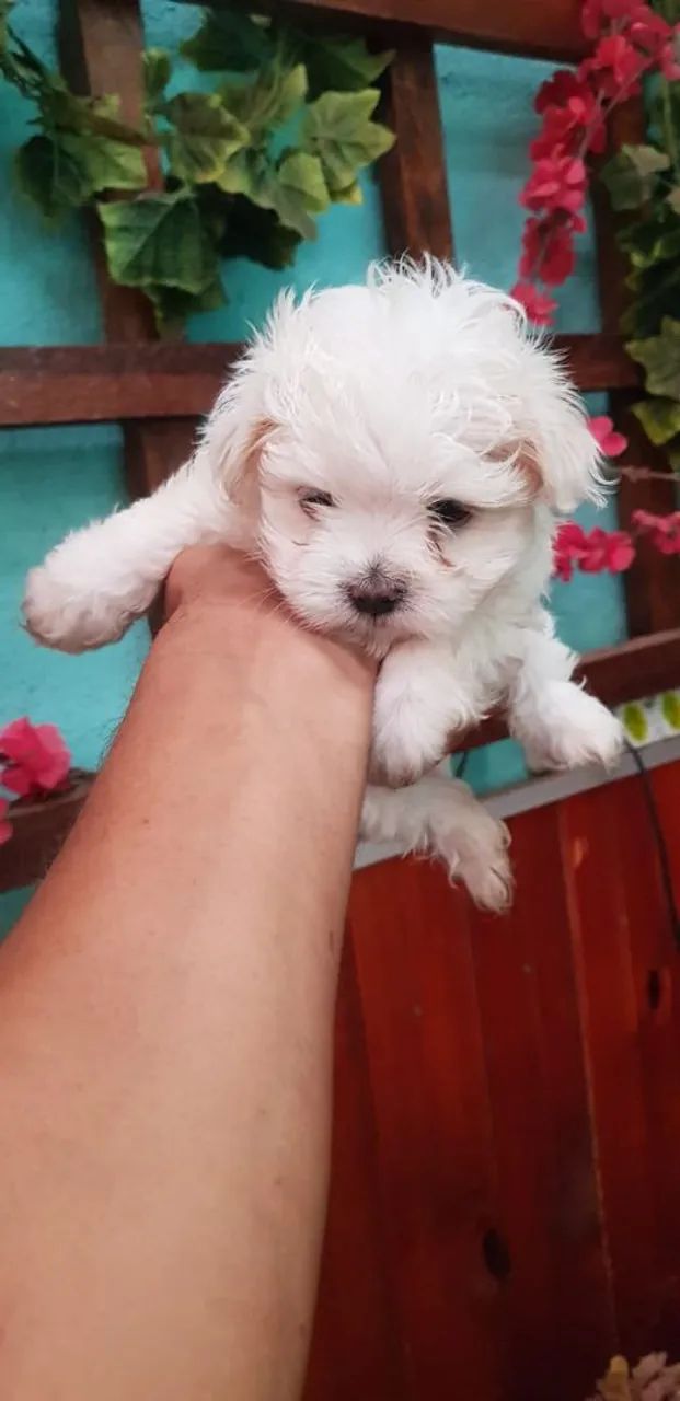 Maltês mine - Foto 3