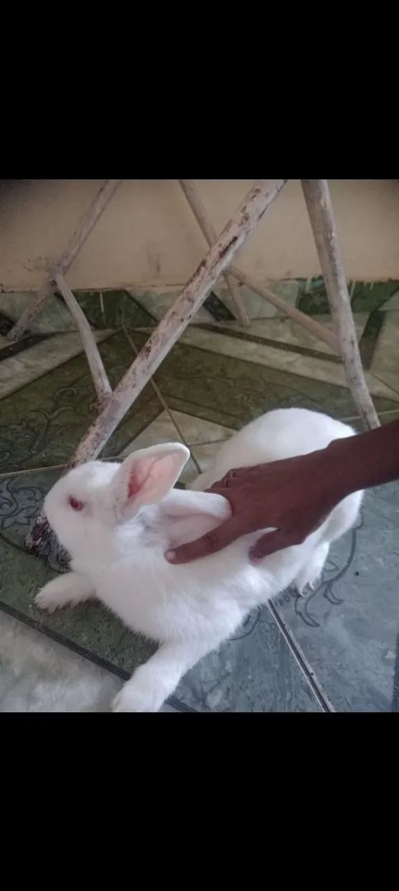 Duas coelhas - Foto 2