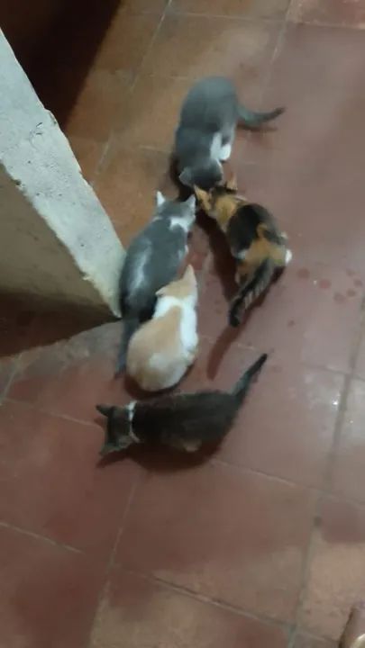 Gatinhos fofinhos para adoção - Foto 5