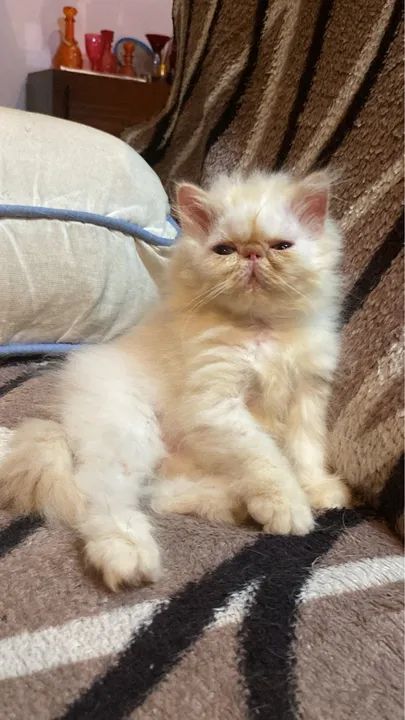 Filhote de Gato Persa  - Foto 2