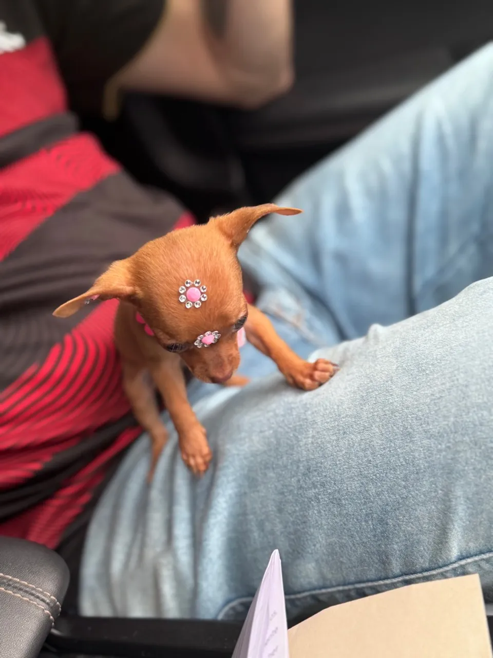 Pinscher zerinho fêmea