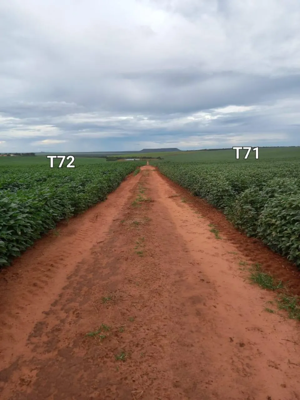 Fazenda de arrendamento 18.000 hec em Chapadão do Sul MS. Com.armzém