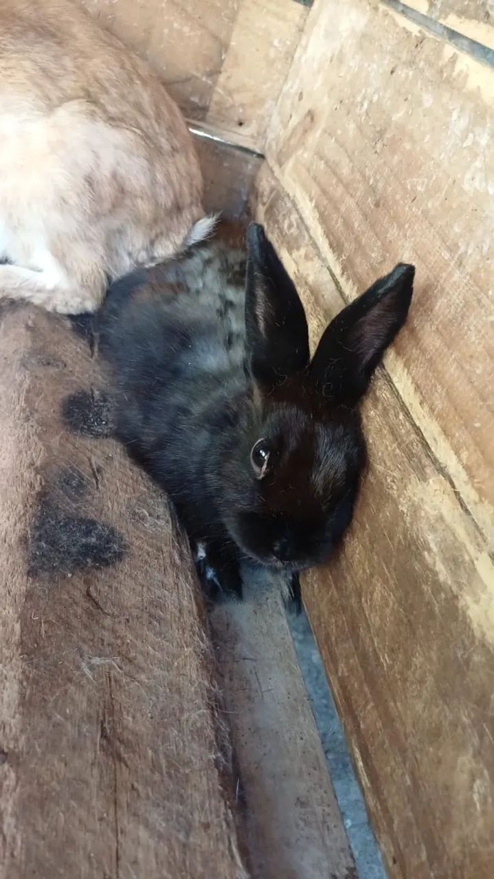  coelhos fofinhos  - Foto 2