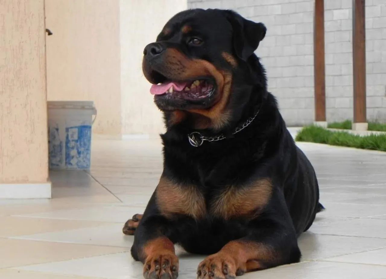 Filhotes de rottweiller cabeça de touro pais com pedigree aceito cartões em até 12x  - Foto 2