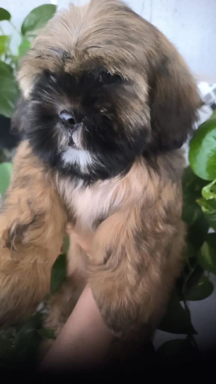 Vendo um lindo filhotinho de Shitzu macho 