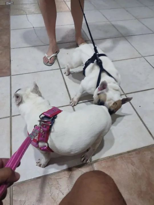 Filhote de Bulldog francês  - Foto 2