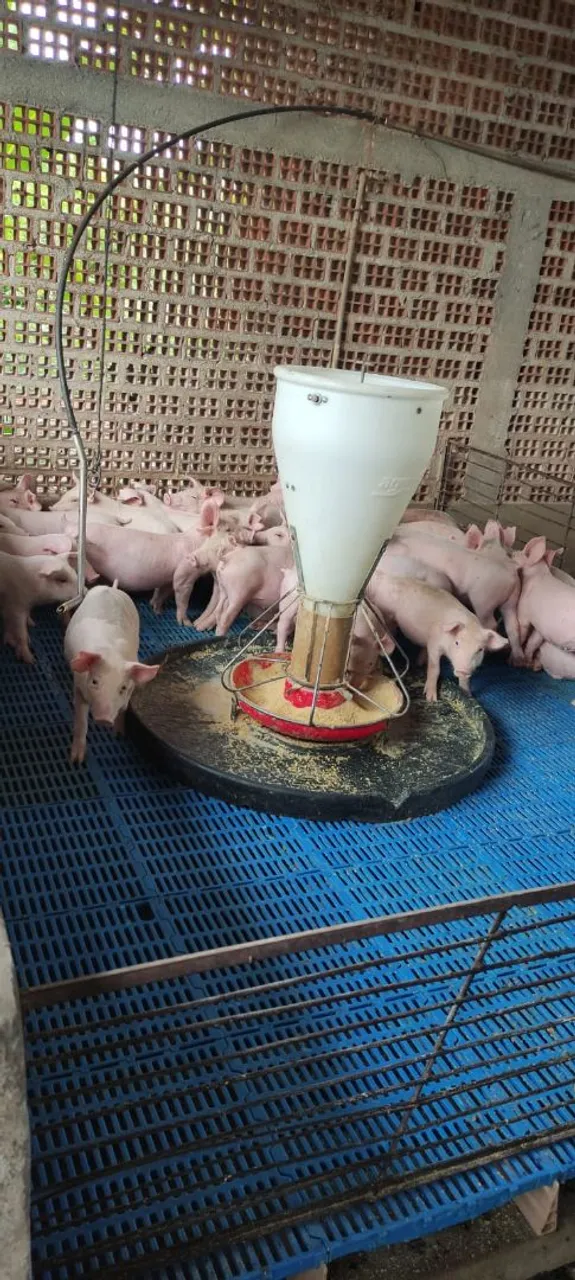 Vendo Sítio com Granja de Suínos
