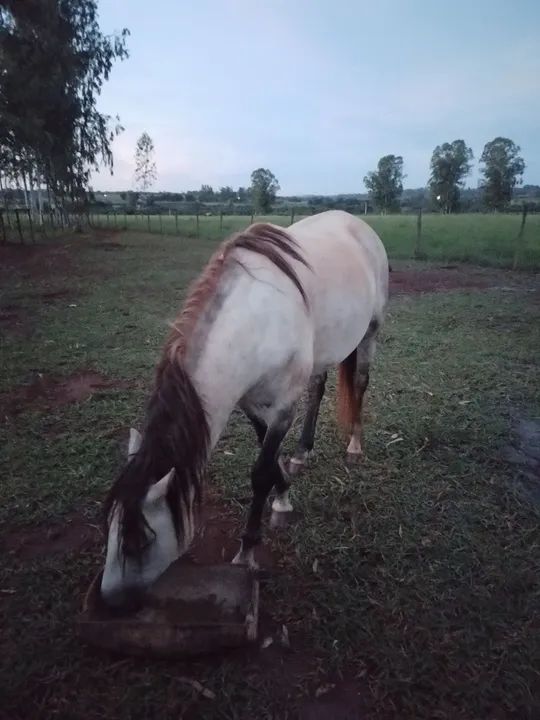 Vendo cavalo 