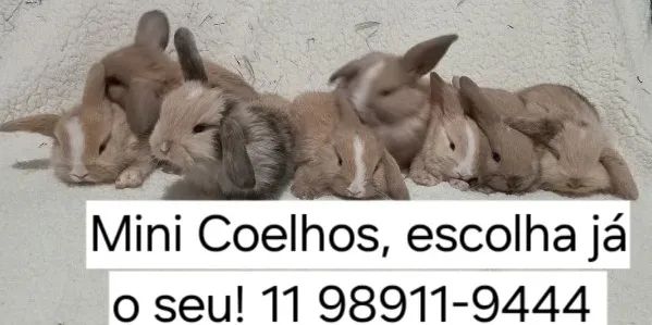 Mini Coelhos - Foto 6