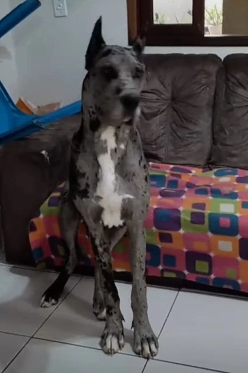 Filhote 5 meses Dogue Alemão valor 1.200 reais .