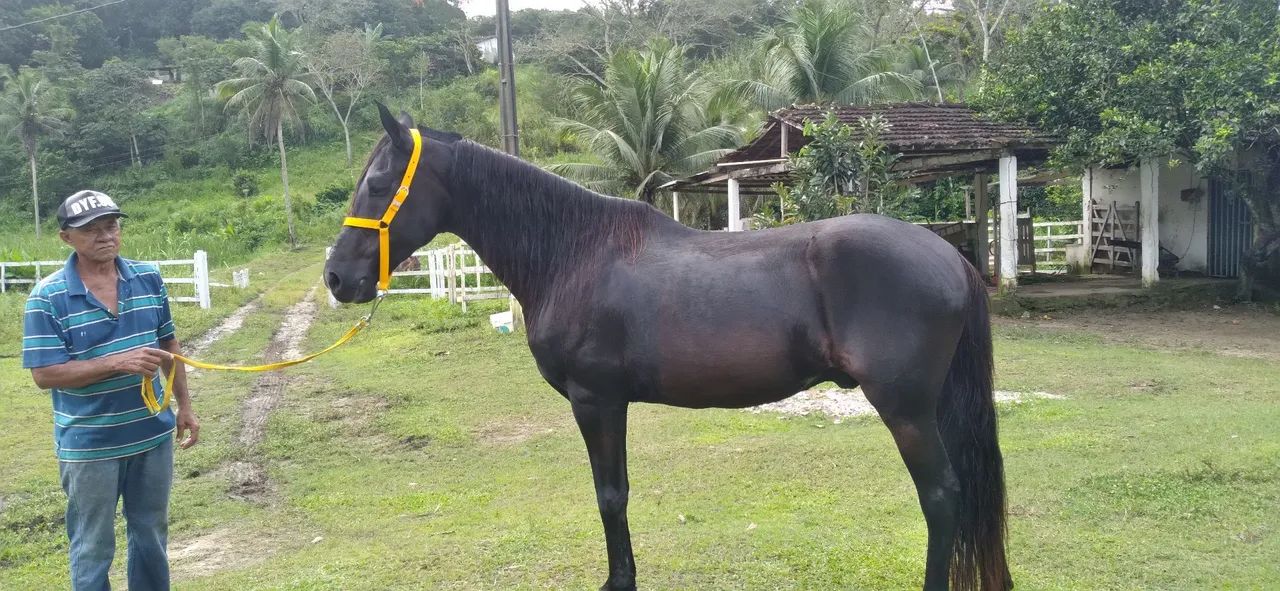 CAVALOS MANGALARGA TRÊS DE MARCHA PICADA.  - Foto 5