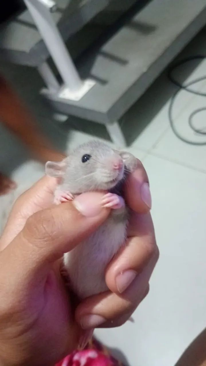 Roedor Twister  - Foto 2