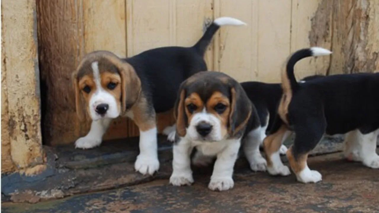 Filhotes de Beagle Fêmeas
