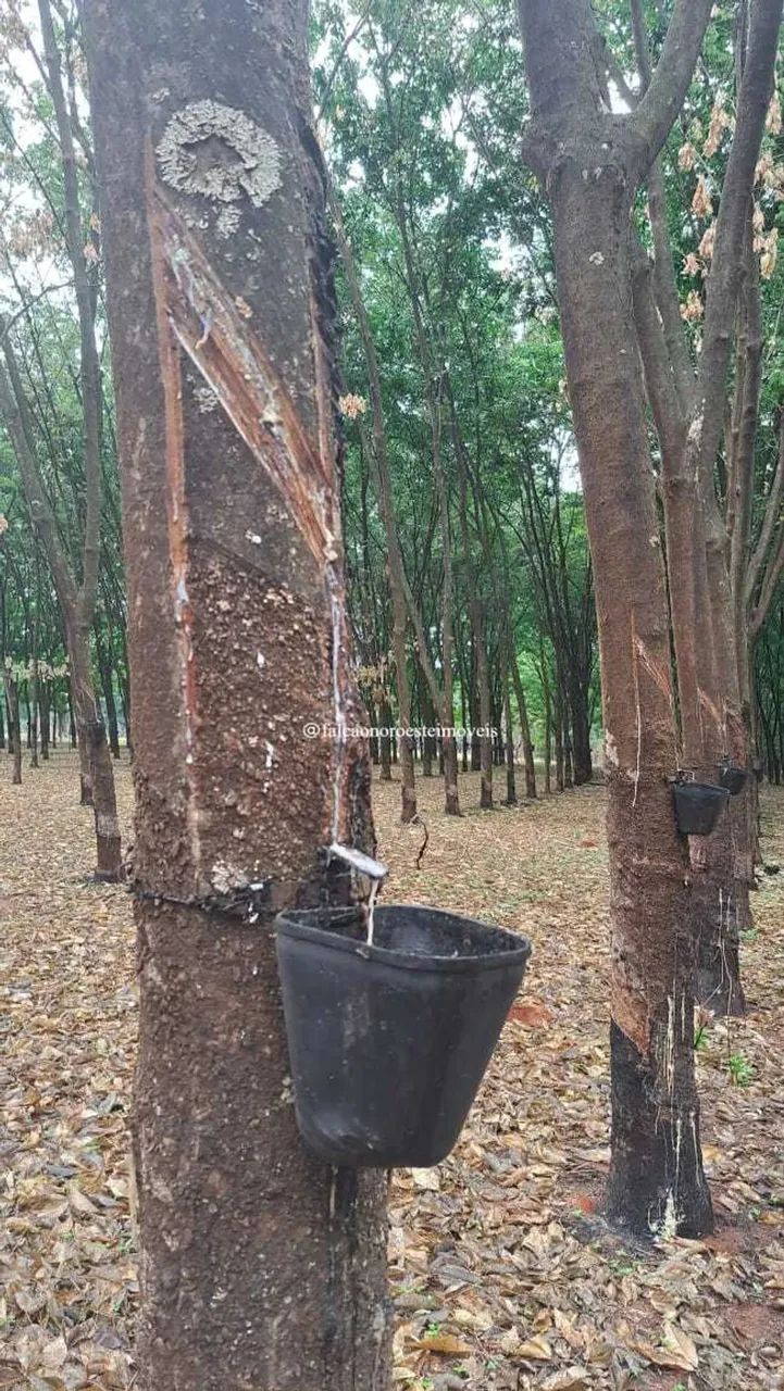 Excelente Sítio à Venda em Tanabi-SP  Saída para Ibiporanga - Foto 2