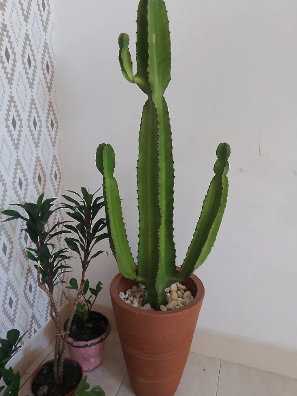 Plantas