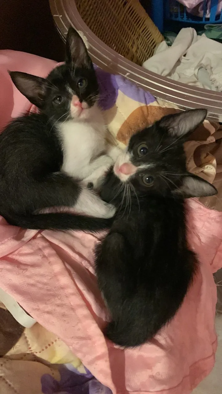 Gatinhos fofos para adoção!