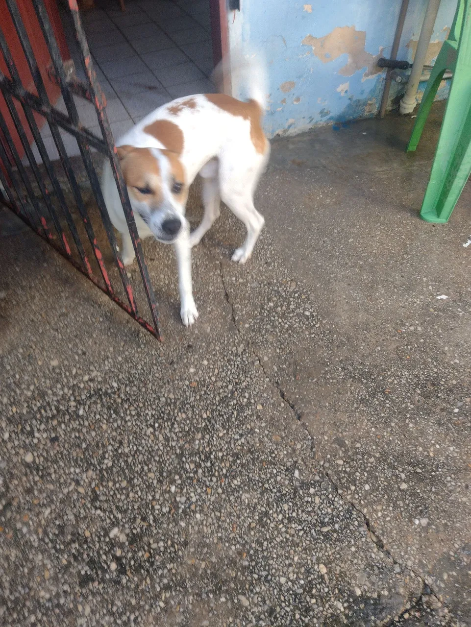 Cachorro Dócil para Adoção