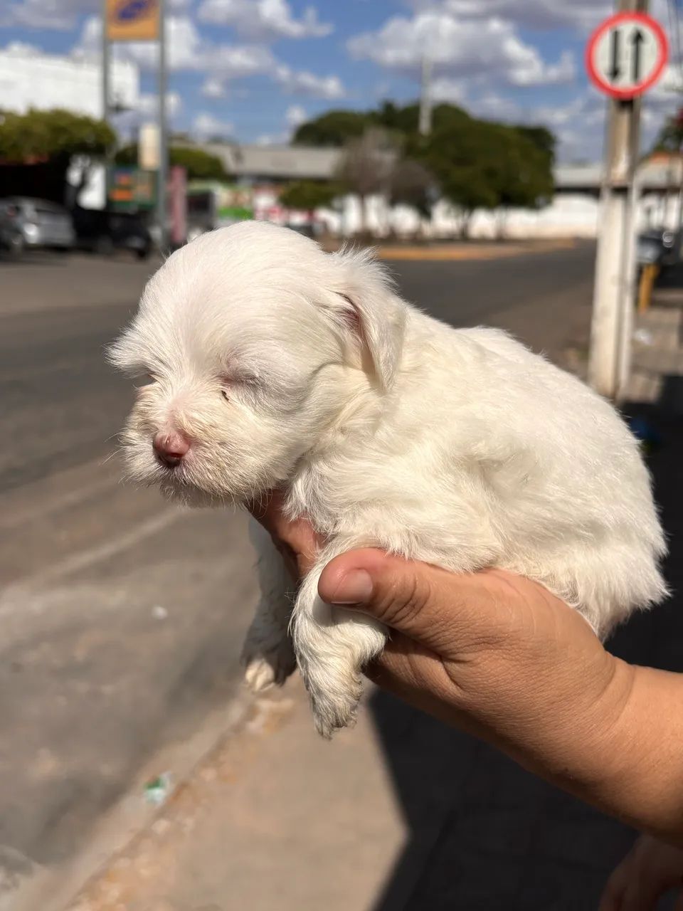 Fêmea Branca de Poodle Toy - Foto 2