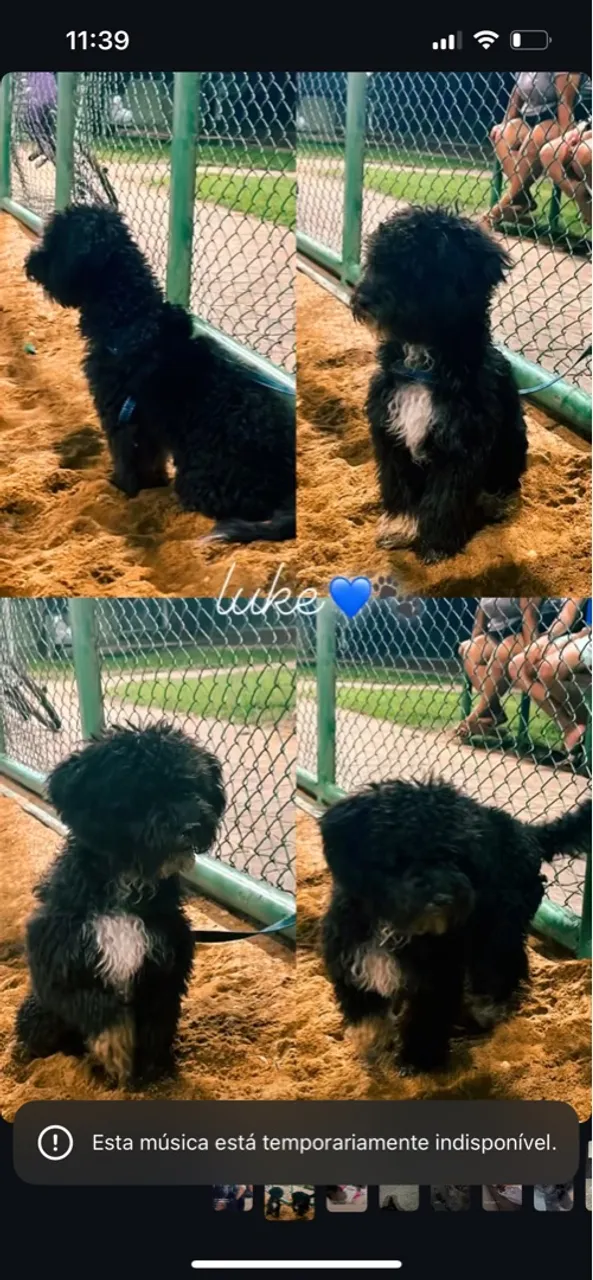 Filhote de Poodle