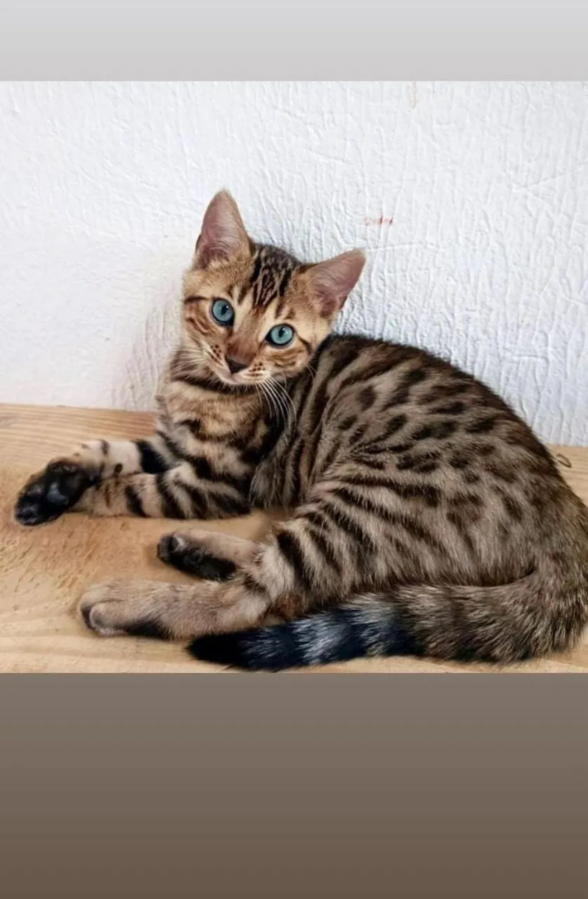 Gato Bengal de olhos azuis