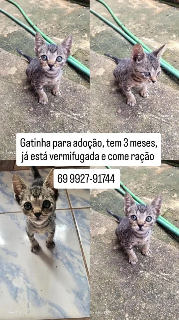 Gatinha para adoção, 3 meses, vermifugada e come ração