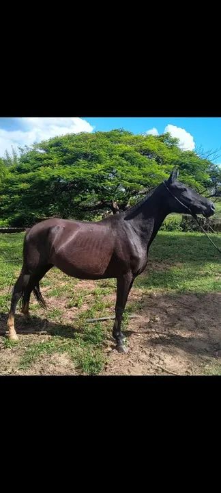 POTRA PRETA REGISTRADA 